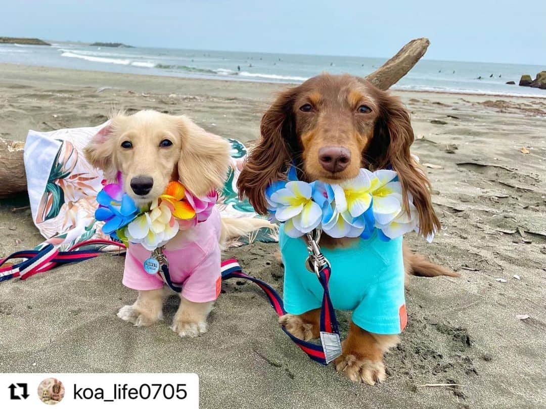 Caluluさんのインスタグラム写真 - (CaluluInstagram)「BEAMS DESIGNのスタンダードシャツを着てくださいました💕  ピンクとターコイズブルーの明るい色で、海とも合いますね〜🏝  とってもお似合いで可愛いです🌺  これからもお出かけのときに仲良く着てくださいね💟  #Repost @koa_life0705 with @use.repost ・・・ 🐾ᵕ̈  コア🤎モナ‎🤍  Sea photo𓇼𓈒𓐍  #海 #千葉 #一宮海岸  #海んぽ #ティアロハハワイ  #beamsdesign  #カルルドッグウェア #カルルわんこの会   #チビモナ  #ミニチュアダックス #ダックスイエロー  #ダックスダップル  #ダックス1歳 #パピー9ヶ月  #パピーのいる暮らし  #仲良し兄妹  #ダックスの日常  #いぬすたぐらむ  #だっくすたぐらむ  #inustagram  #dachshund  #dogstagram  #닥스훈트 #ダックスフンド  #犬のいる暮らし  #たとうがい初心者  #犬好きさんと繋がりたい」6月28日 11時59分 - calulu_dogwear