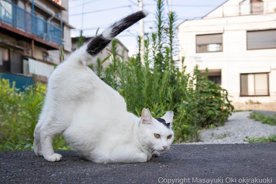 Masayukiのインスタグラム：「あがる。  #cat #ねこ #猫 #東京カメラ部 #nekoclub  #mmgtw #my_eos_photo  #yourshotphotographer」