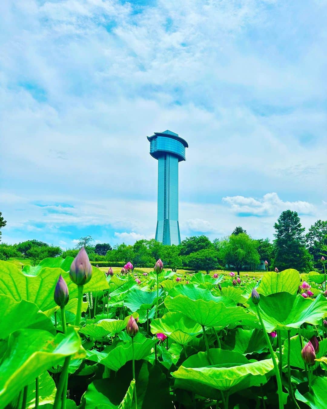 谷川じゅんじさんのインスタグラム写真 - (谷川じゅんじInstagram)「History, nature and craftsmanship. 古墳がいっぱい、蓮が咲き乱れ、ものづくりと歴史があふれてる埼玉県行田市。初めて訪れた郊外の街は予想外の驚きがいっぱい。あの映画も、あのドラマもここだったのかーと感嘆然り。近日放送ブラタモリな散策も最高でした。#goodvibesonly #goodneighbors #thisisjapan」6月28日 12時17分 - junjitanigawa