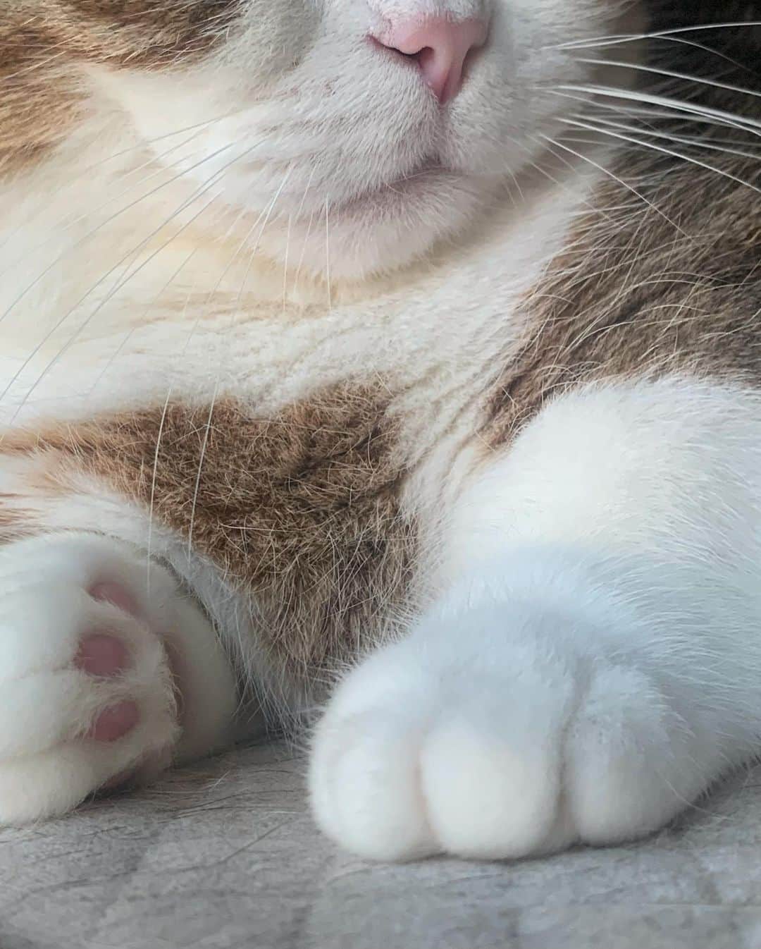 ト・サンウさんのインスタグラム写真 - (ト・サンウInstagram)「어쩌다보니 6월도 끝 🐾🐯」6月28日 12時26分 - sang_____w