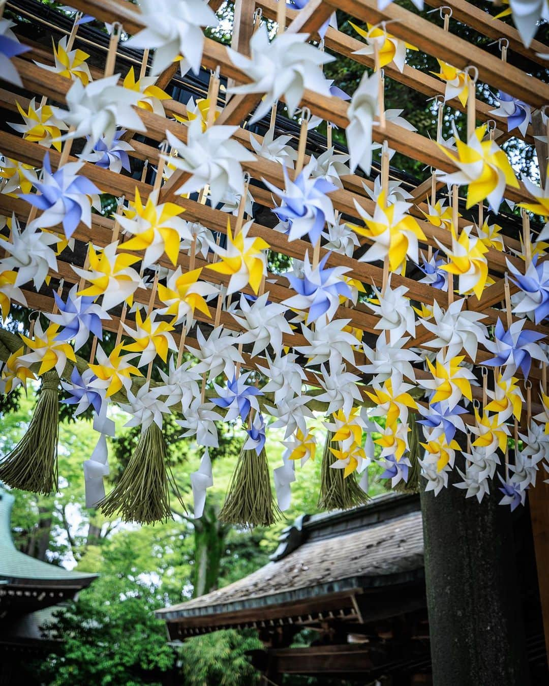 SHOCK EYEさんのインスタグラム写真 - (SHOCK EYEInstagram)「川越氷川神社✨  僕が訪れた日は参拝客でかなり賑わっていた。 鳥居前の棚に6月は「かざぐるま」が設置されていて、時折吹く風に風車が気持ちよく回っていたよ。 なんか風情があっていいね。  ちなみに7月からは風鈴が設置されるよ。  素戔嗚尊が祀られているこの神社には、皆の願いの書かれた絵馬のトンネルや、8の字を描くように回るとよいとされる御神木。 木造では最大級の大鳥居など、見どころが沢山＾＾  僕のおすすめは本殿の彫り物。 柵から覗き込む感じでしか見れないけれど、是非見てほしい。 はるか昔の職人達の魂のこもった仕事を感じることができるよ。  そしてせっかくなら、 小江戸にもよって食べ歩き✨ 最高だよ。  #川越氷川神社 #小江戸 #神社 #shrine」6月28日 13時34分 - shockeye_official