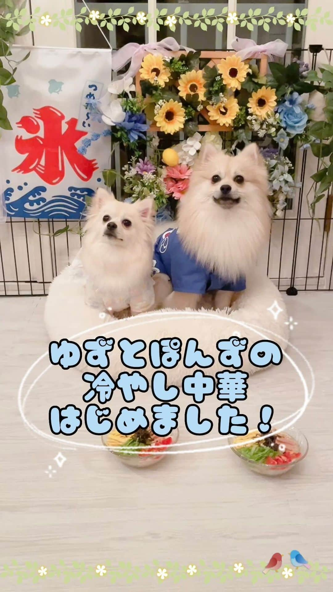 すみれおじさんのインスタグラム：「犬の冷やし中華作ったよ〜🧊 あとね、背景も自作なんだ☺️  #me #photo #japan #japanese #japanesegirl #kawaii #girl #selfie #portrait #女孩 #可愛 #角色扮演 #照片 #pomeranian #doglover」