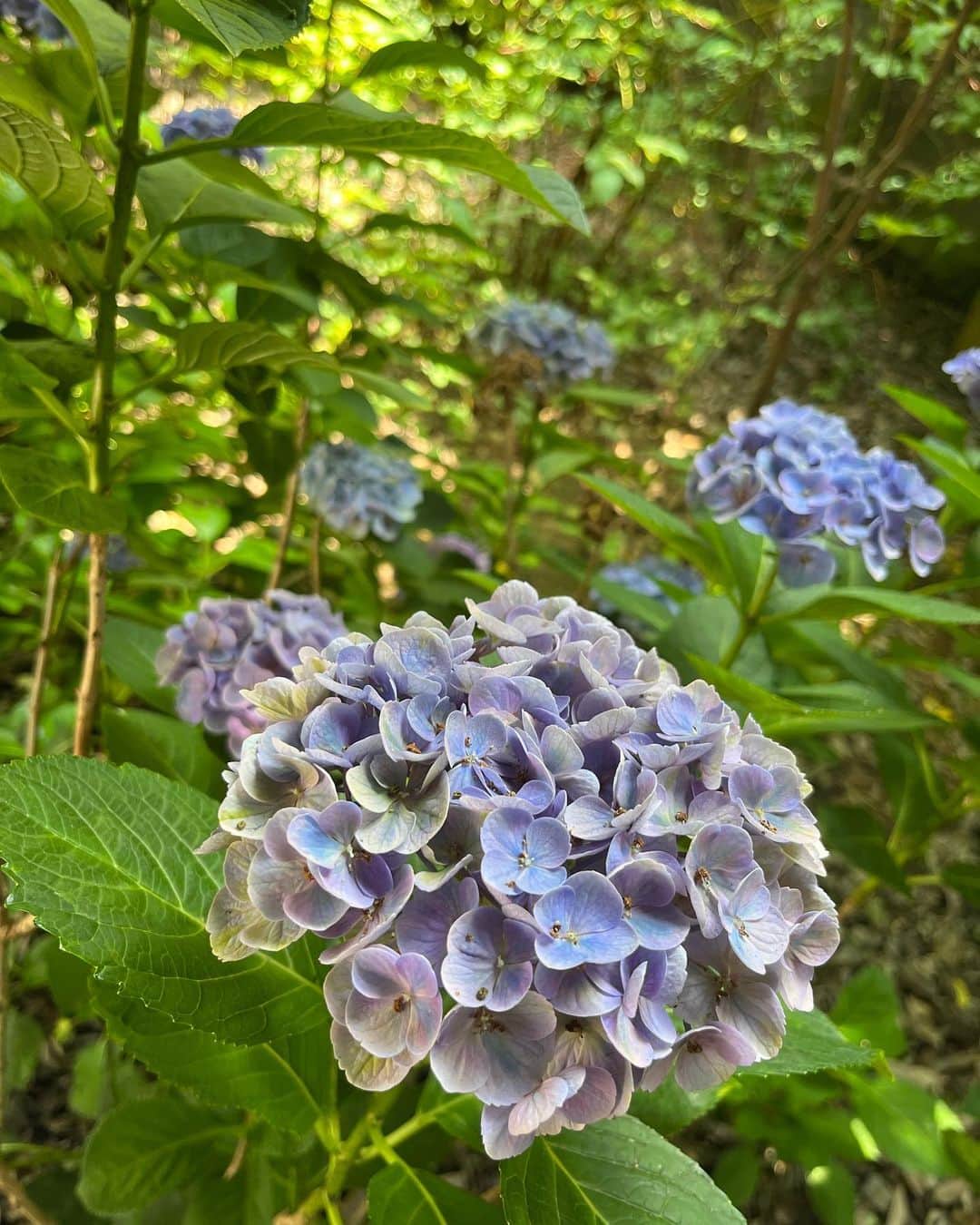 工藤静香さんのインスタグラム写真 - (工藤静香Instagram)「6月生まれの皆さま お誕生日おめでとうございます㊗️  暑さも厳しく湿気で身体が重いですが、夏に向けての木々の梢が力強くて元気をもらえますね✨  そして何より紫陽花の美しさには心を奪われます💕  6月生まれの皆さま 奥深く様々な色を織りなす紫陽花の様に、素敵な一年になさってください。」6月28日 13時51分 - kudo_shizuka