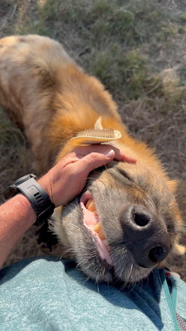 Kevin Richardson LionWhisperer のインスタグラム：「🐾 A Special Bond: Sharing Chin Scratches with Spotted Hyena Tika🌿  Heartwarming chin scratches with this magnificent spotted hyena named Tika. While this may seem like an incredible sight, it’s crucial to remember that hyenas are not suitable as pets. This unique relationship is a testament to years of experience and unwavering dedication to hyena awareness and conservation.  Through my work, I strive to highlight the beauty and importance of these remarkable creatures in their natural habitats. Let’s celebrate this extraordinary moment while also understanding the responsibility we have to protect hyenas and preserve their ecosystems.  Join me on this journey of compassion and conservation as we learn more about these misunderstood creatures and work together to safeguard their future. ❤️🐾 #HyenaAwareness #ConservationChampion」