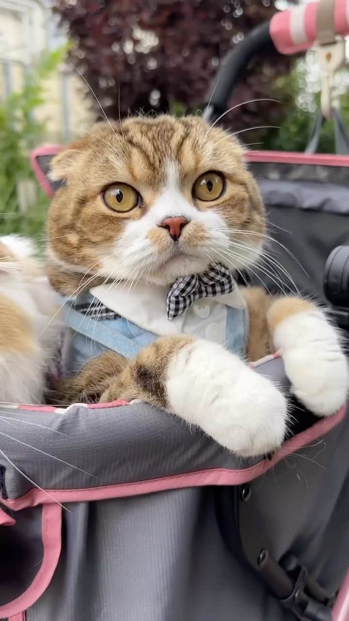 yayoi89のインスタグラム：「my precious　🐵💗  アイドルっぽい🐵 うずらちゃんはいつ見てもイケメン🙌  #weeklyfluff #cat #scottishfold #neko #gato #catsofinstagram @cats_of_instagram #adorable #9gag #meowed #cute #catlovers  #かわいい #スコティッシュフォールド #ねこ #猫 #ねこのいる生活 #猫部 #ふわもこ部 #にゃんすたぐらむ #アイドル」