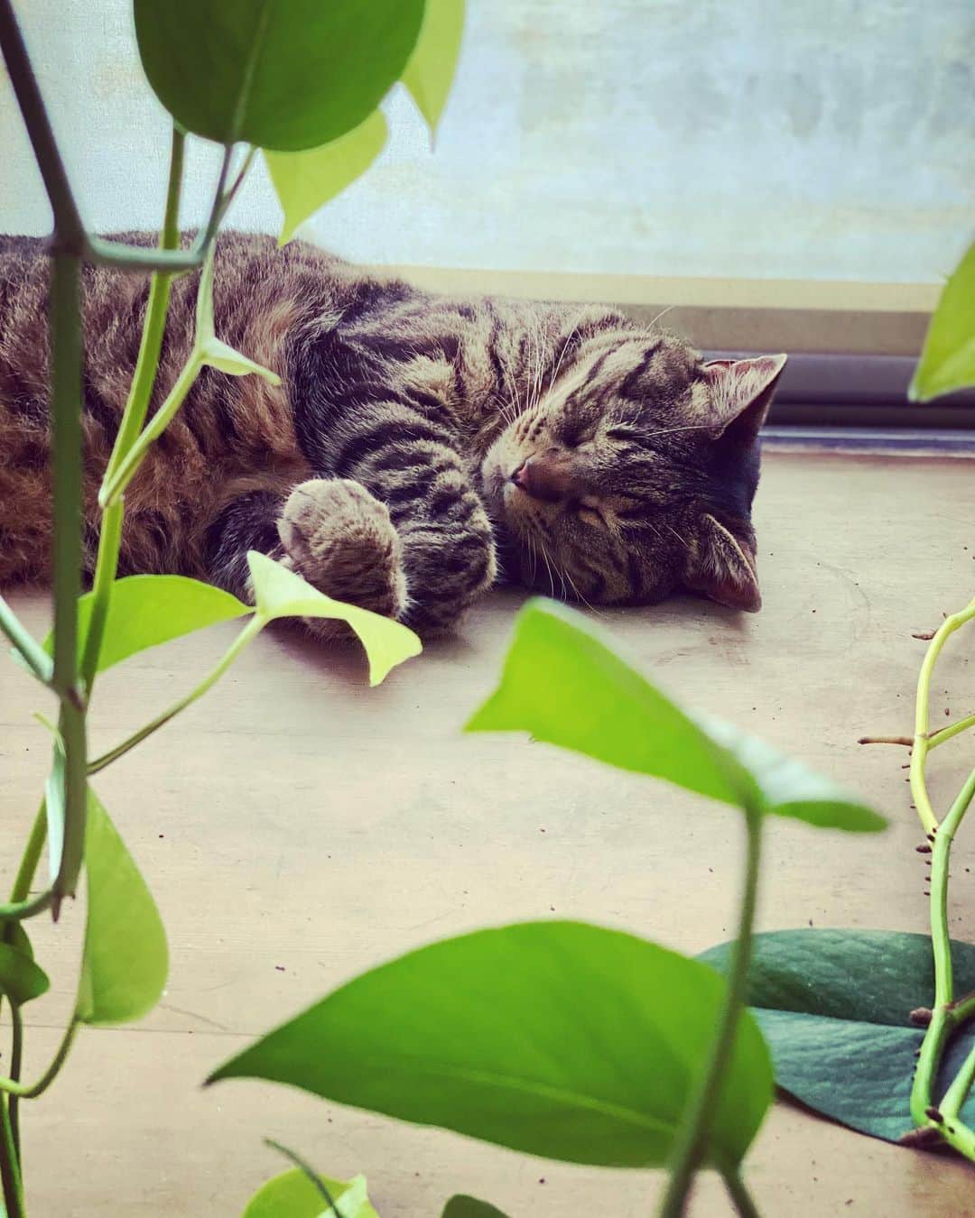 相原コージのインスタグラム：「#ねこ　#キジトラ　#cat  #観葉植物　#ポトス」