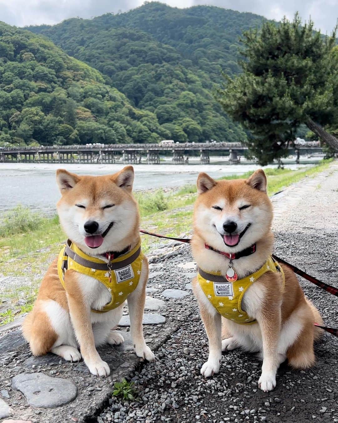 豆柴 サニーちゃんさんのインスタグラム写真 - (豆柴 サニーちゃんInstagram)「. HELLO〜こんにちわん🐻🐶👘 . #さにらむお出かけ京都2023 . さにらむちゃん連れて 初めての京都は嵐山に行きたかったんだ〜👘 渡月橋は紅葉の季節もすごく綺麗みたいだね🍁 . 竹林は冷んやりしてて 気持ちよかった〜🎋 . 平日だったけど 修学旅行生もたくさん 海外の観光客もたくさんで 海外の方には沢山写真も撮ってもらえたよ 『So cute〜』『SHIBA！』のフレーズだけ 聞き取れたよ😆 . . #渡月橋 #嵐山 . #柴犬#豆柴 #赤柴#豆柴子犬#豆柴多頭飼い #まめしば#しばいぬ#anicas#shiba_snap #shibainu#shiba#mameshiba#shibastagram #豆柴サニーちゃん#豆柴ラムちゃん#さにらむ #さにらむ2023#さにらむどん」6月28日 15時02分 - sunny_rei_32