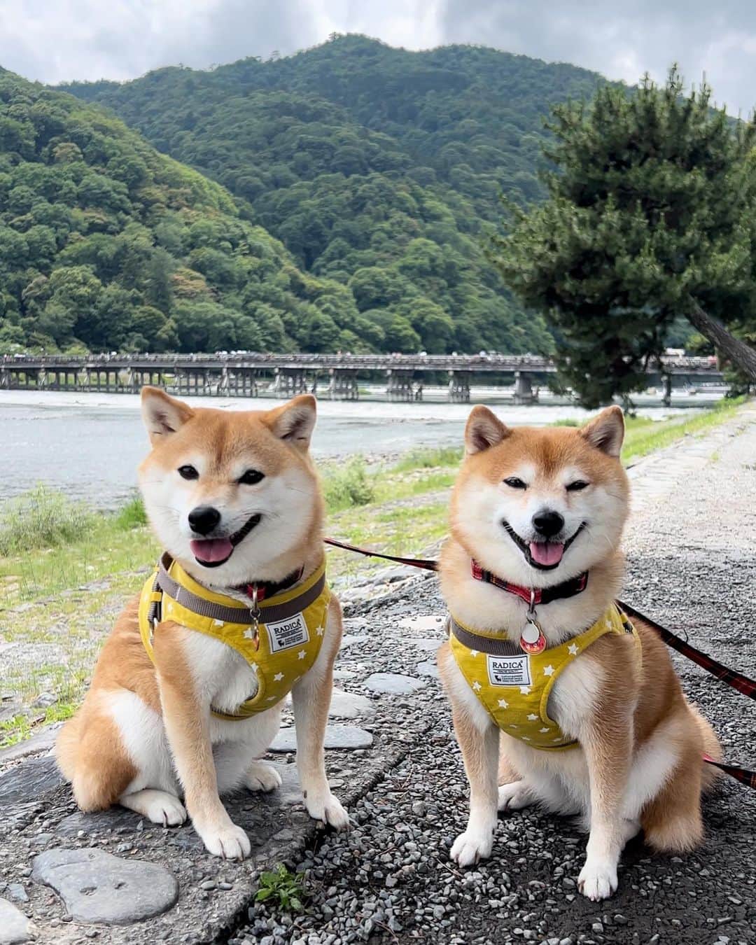 豆柴 サニーちゃんさんのインスタグラム写真 - (豆柴 サニーちゃんInstagram)「. HELLO〜こんにちわん🐻🐶👘 . #さにらむお出かけ京都2023 . さにらむちゃん連れて 初めての京都は嵐山に行きたかったんだ〜👘 渡月橋は紅葉の季節もすごく綺麗みたいだね🍁 . 竹林は冷んやりしてて 気持ちよかった〜🎋 . 平日だったけど 修学旅行生もたくさん 海外の観光客もたくさんで 海外の方には沢山写真も撮ってもらえたよ 『So cute〜』『SHIBA！』のフレーズだけ 聞き取れたよ😆 . . #渡月橋 #嵐山 . #柴犬#豆柴 #赤柴#豆柴子犬#豆柴多頭飼い #まめしば#しばいぬ#anicas#shiba_snap #shibainu#shiba#mameshiba#shibastagram #豆柴サニーちゃん#豆柴ラムちゃん#さにらむ #さにらむ2023#さにらむどん」6月28日 15時02分 - sunny_rei_32