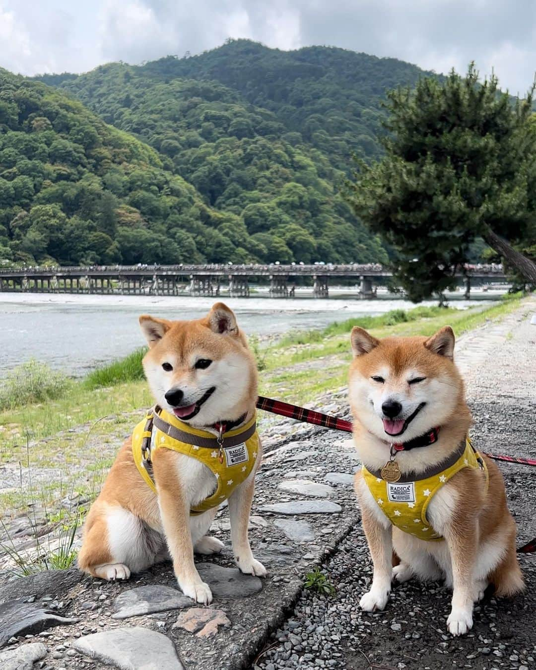 豆柴 サニーちゃんさんのインスタグラム写真 - (豆柴 サニーちゃんInstagram)「. HELLO〜こんにちわん🐻🐶👘 . #さにらむお出かけ京都2023 . さにらむちゃん連れて 初めての京都は嵐山に行きたかったんだ〜👘 渡月橋は紅葉の季節もすごく綺麗みたいだね🍁 . 竹林は冷んやりしてて 気持ちよかった〜🎋 . 平日だったけど 修学旅行生もたくさん 海外の観光客もたくさんで 海外の方には沢山写真も撮ってもらえたよ 『So cute〜』『SHIBA！』のフレーズだけ 聞き取れたよ😆 . . #渡月橋 #嵐山 . #柴犬#豆柴 #赤柴#豆柴子犬#豆柴多頭飼い #まめしば#しばいぬ#anicas#shiba_snap #shibainu#shiba#mameshiba#shibastagram #豆柴サニーちゃん#豆柴ラムちゃん#さにらむ #さにらむ2023#さにらむどん」6月28日 15時02分 - sunny_rei_32