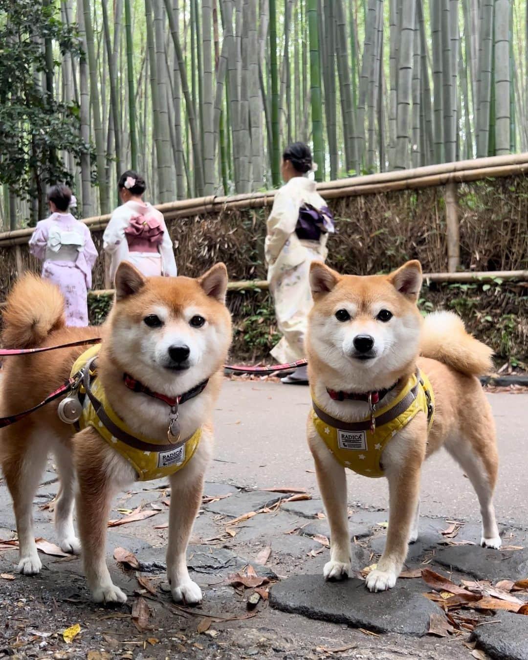 豆柴 サニーちゃんさんのインスタグラム写真 - (豆柴 サニーちゃんInstagram)「. HELLO〜こんにちわん🐻🐶👘 . #さにらむお出かけ京都2023 . さにらむちゃん連れて 初めての京都は嵐山に行きたかったんだ〜👘 渡月橋は紅葉の季節もすごく綺麗みたいだね🍁 . 竹林は冷んやりしてて 気持ちよかった〜🎋 . 平日だったけど 修学旅行生もたくさん 海外の観光客もたくさんで 海外の方には沢山写真も撮ってもらえたよ 『So cute〜』『SHIBA！』のフレーズだけ 聞き取れたよ😆 . . #渡月橋 #嵐山 . #柴犬#豆柴 #赤柴#豆柴子犬#豆柴多頭飼い #まめしば#しばいぬ#anicas#shiba_snap #shibainu#shiba#mameshiba#shibastagram #豆柴サニーちゃん#豆柴ラムちゃん#さにらむ #さにらむ2023#さにらむどん」6月28日 15時02分 - sunny_rei_32