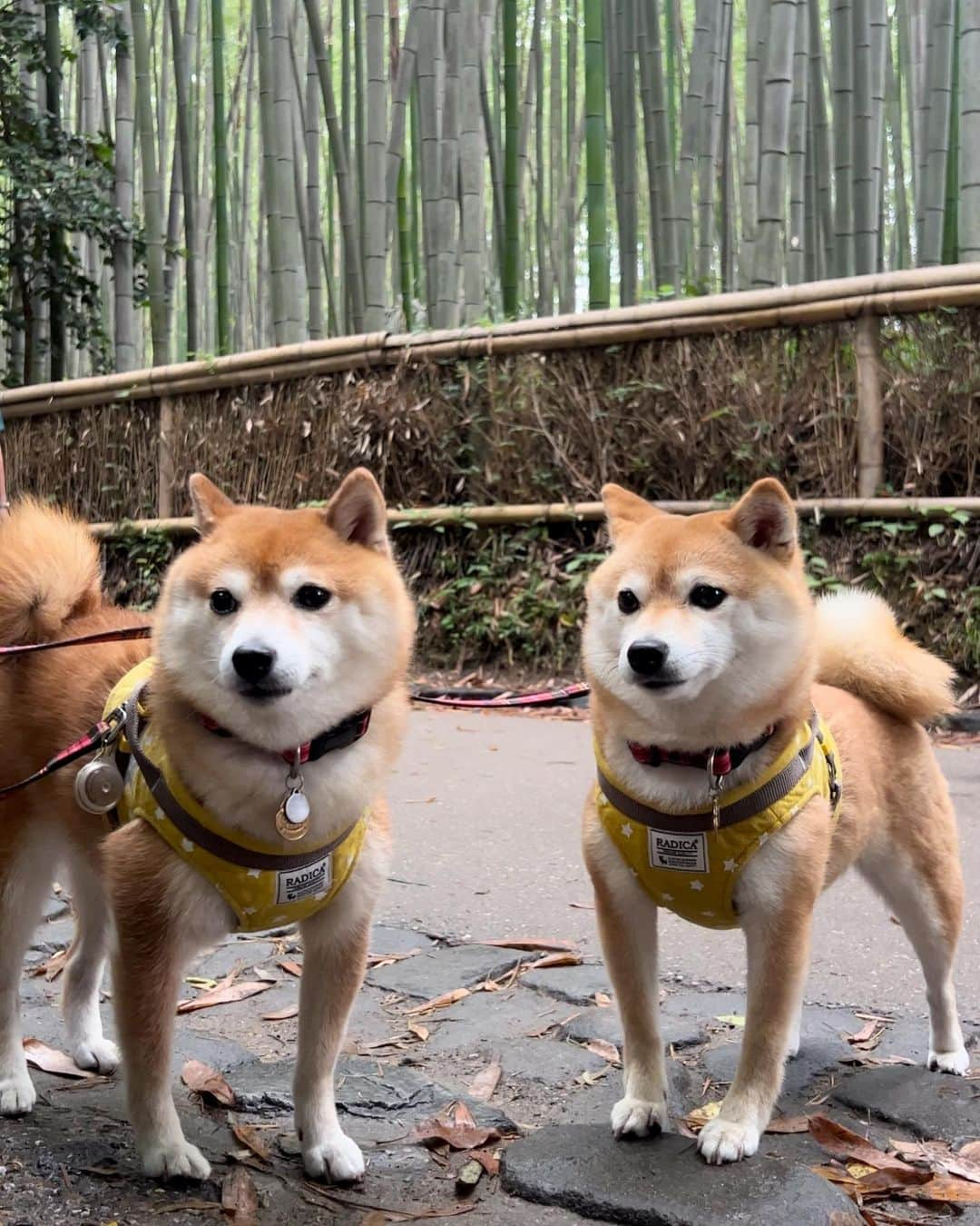 豆柴 サニーちゃんさんのインスタグラム写真 - (豆柴 サニーちゃんInstagram)「. HELLO〜こんにちわん🐻🐶👘 . #さにらむお出かけ京都2023 . さにらむちゃん連れて 初めての京都は嵐山に行きたかったんだ〜👘 渡月橋は紅葉の季節もすごく綺麗みたいだね🍁 . 竹林は冷んやりしてて 気持ちよかった〜🎋 . 平日だったけど 修学旅行生もたくさん 海外の観光客もたくさんで 海外の方には沢山写真も撮ってもらえたよ 『So cute〜』『SHIBA！』のフレーズだけ 聞き取れたよ😆 . . #渡月橋 #嵐山 . #柴犬#豆柴 #赤柴#豆柴子犬#豆柴多頭飼い #まめしば#しばいぬ#anicas#shiba_snap #shibainu#shiba#mameshiba#shibastagram #豆柴サニーちゃん#豆柴ラムちゃん#さにらむ #さにらむ2023#さにらむどん」6月28日 15時02分 - sunny_rei_32