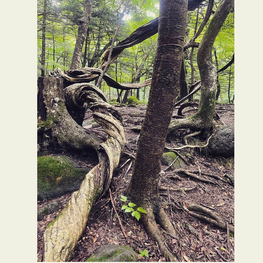 journaleatripさんのインスタグラム写真 - (journaleatripInstagram)「warter  "美味しいが育つ場所" には必ず美味しい水が湧きでている。  その美味しい水が湧き出る "源"を今までも何度か 日本各地で訪ねさせてもらってる。 だいたい山間を踏み入り 多種多様の木々を見上げ 植物をかき分け水の湧き出る場所に辿り着く。  今回は目に見える生き物として"山ヒル"との闘いが想像以上に凄まじかったけど目に見えるものから目に見えない微生物🦠までたくさんの気配を感じながら森にお邪魔する。 美味しい水を味わうには知識でけだなく身体的体験無しでは感じ取れない。  つい先日お話しさせて頂いた養老先生の話しが頭に浮かぶ。  街で歩いていて道に木が倒れていたら邪魔だとすぐどかすけど、森で木が倒れていたら人は回避して通る。人間本位の街だけに暮らしすぎると見失う事が多いね。  さてさて 未だに街暮らしの私 💧 家では濾過した水、 買ってきた水を 美味しい水という。 やれヤレ。 水源から随分離れたとこに住んでしまっているので こうして美しく美味しい水の湧く環境の側に移り暮らす仲間や友人を訪ねさせてもらう事はとてもとても有難く感謝する 大島農園　かずさん 有難う  @oshimanaturalfarm   #大島農園 #衣食植住展  @」6月28日 15時17分 - eatripjournal
