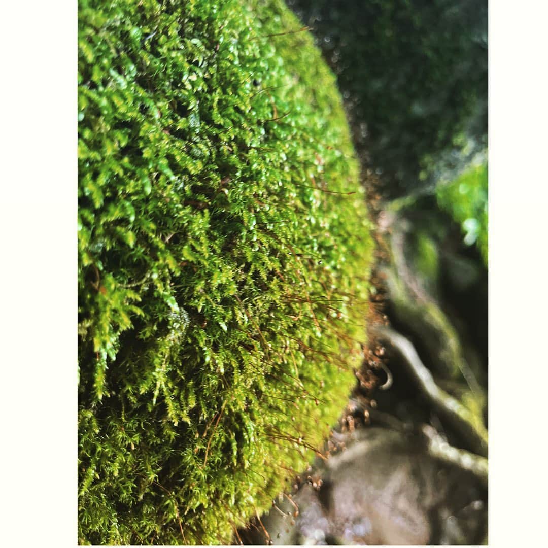 journaleatripさんのインスタグラム写真 - (journaleatripInstagram)「warter  "美味しいが育つ場所" には必ず美味しい水が湧きでている。  その美味しい水が湧き出る "源"を今までも何度か 日本各地で訪ねさせてもらってる。 だいたい山間を踏み入り 多種多様の木々を見上げ 植物をかき分け水の湧き出る場所に辿り着く。  今回は目に見える生き物として"山ヒル"との闘いが想像以上に凄まじかったけど目に見えるものから目に見えない微生物🦠までたくさんの気配を感じながら森にお邪魔する。 美味しい水を味わうには知識でけだなく身体的体験無しでは感じ取れない。  つい先日お話しさせて頂いた養老先生の話しが頭に浮かぶ。  街で歩いていて道に木が倒れていたら邪魔だとすぐどかすけど、森で木が倒れていたら人は回避して通る。人間本位の街だけに暮らしすぎると見失う事が多いね。  さてさて 未だに街暮らしの私 💧 家では濾過した水、 買ってきた水を 美味しい水という。 やれヤレ。 水源から随分離れたとこに住んでしまっているので こうして美しく美味しい水の湧く環境の側に移り暮らす仲間や友人を訪ねさせてもらう事はとてもとても有難く感謝する 大島農園　かずさん 有難う  @oshimanaturalfarm   #大島農園 #衣食植住展  @」6月28日 15時17分 - eatripjournal