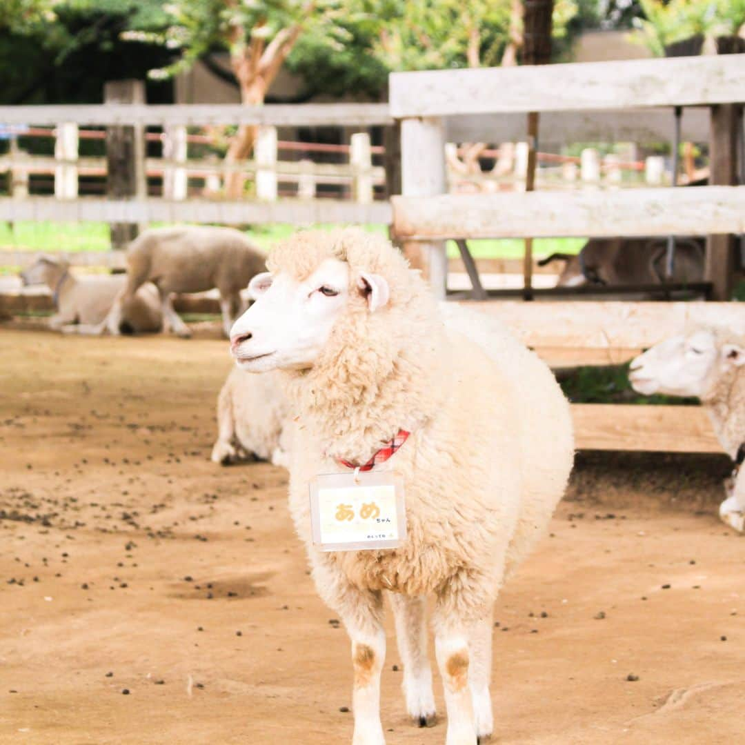 成田ゆめ牧場さんのインスタグラム写真 - (成田ゆめ牧場Instagram)「今年の春生まれたヒツジの「あめちゃん」  顔が愛くるし過ぎませんか・・・・💕  #成田ゆめ牧場 #ゆめ牧場　#ゆめぼく #牧場 #成田 #narita　#ヒツジ　#もふもふ　#梅雨　#あめ」6月28日 15時37分 - yumebokujo