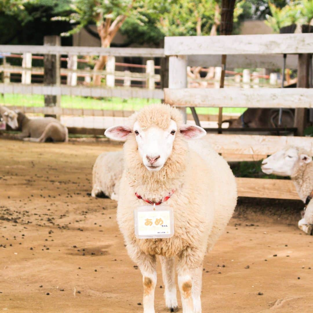 成田ゆめ牧場のインスタグラム：「今年の春生まれたヒツジの「あめちゃん」  顔が愛くるし過ぎませんか・・・・💕  #成田ゆめ牧場 #ゆめ牧場　#ゆめぼく #牧場 #成田 #narita　#ヒツジ　#もふもふ　#梅雨　#あめ」