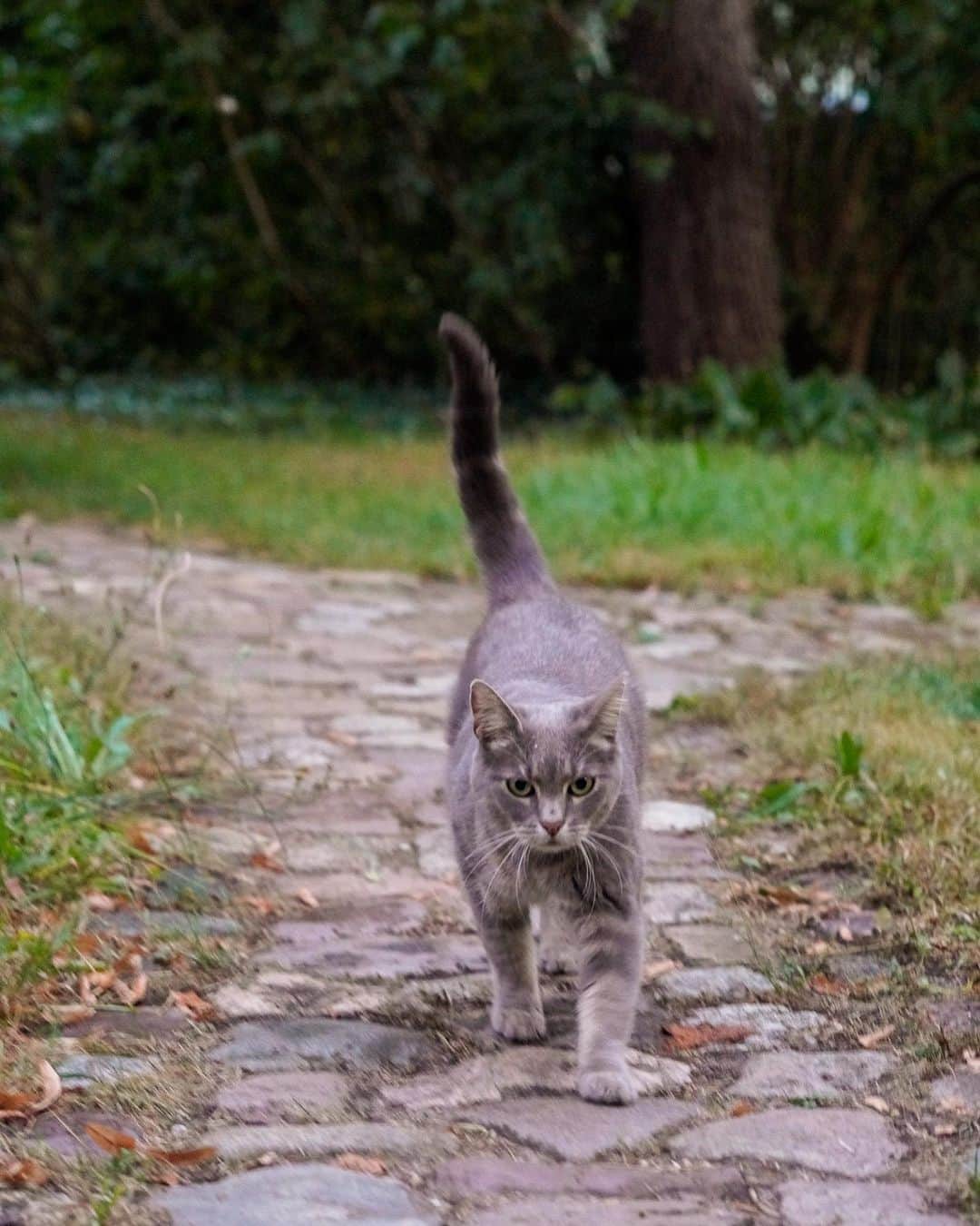 ねこさんのインスタグラム写真 - (ねこInstagram)「ユネスコ生物圏保護区にも指定されているドイツの田舎街・シュプレーヴァルト🇩🇪  絶賛発売中の #雑誌ねこ124号 では、 シュプレーヴァルトの農家で暮らすねこの様子をお届けしています👩‍🌾  #雑誌ねこ #ねこ #猫 #ねこのいる生活 #ねこすきさんと繋がりたい #ねこすたぐらむ #猫写真 #neko_magazine #cat #cats #catlover #catlife #catstagram #kat #katze #gato #kedi #ねこスイーツ #看板猫 #ドイツ #シュプレーヴァルト」6月28日 15時52分 - neko_magazine