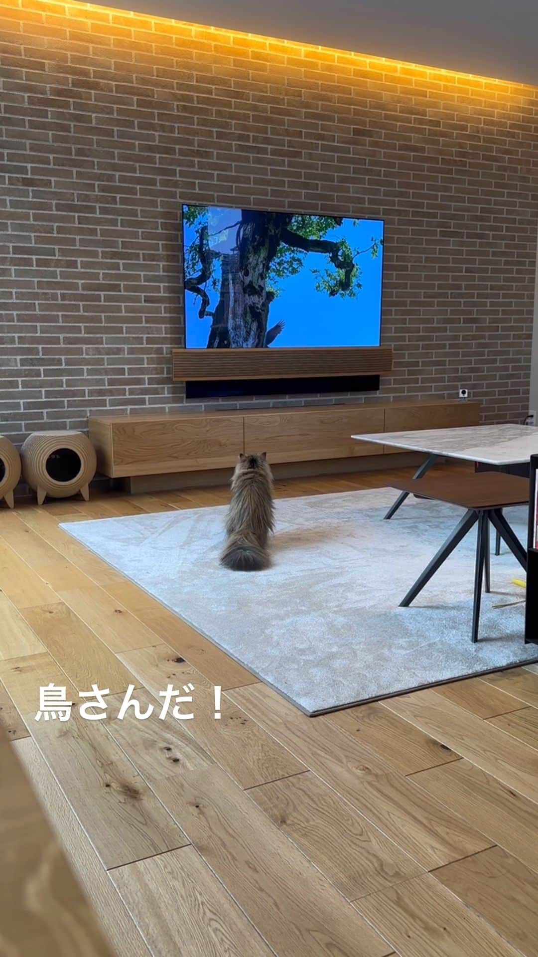 のインスタグラム：「There are birds there！  #cat#cats#catstagram#catstagram_japan#instacat#cutecat#cutepetclub#bestcats#world_kawaii_cat#catoftheday#meow#bestmeow#TheDailyKitten#ねこ#ネコ#猫#ねこ部#ふわもこ部#pecoねこ部#みんねこ#チンチラ#チンチラゴールデン#チンチラシルバー#ペルシャ#みぃ豆」