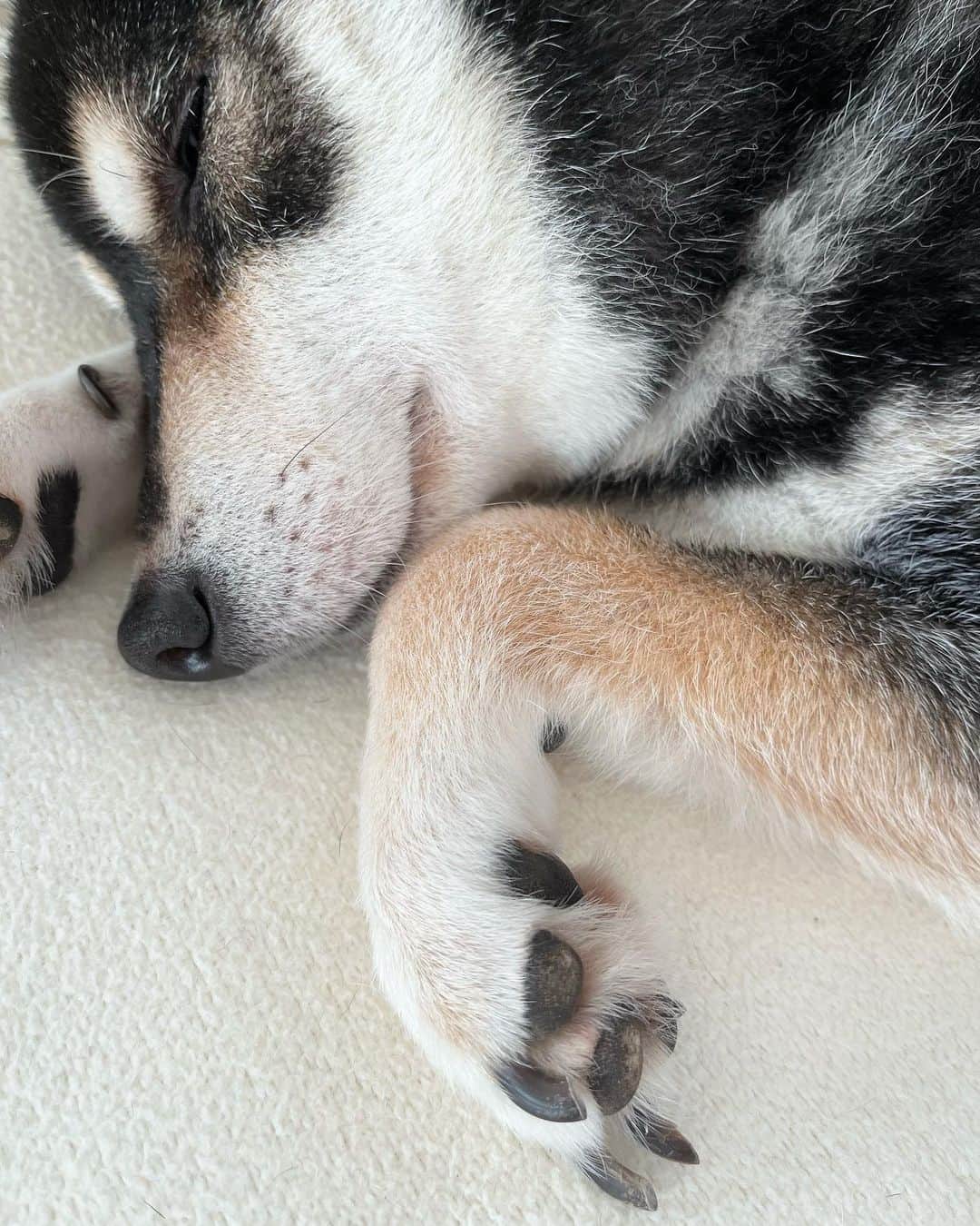 高見恭子さんのインスタグラム写真 - (高見恭子Instagram)「目が覚めたらその夢の話を聞かせてね  #dog#doglife  #doglover #dogstagram  #shiba #shibainu  #kuroshiba  #simplelife  #love」6月28日 16時19分 - takami_kyoko