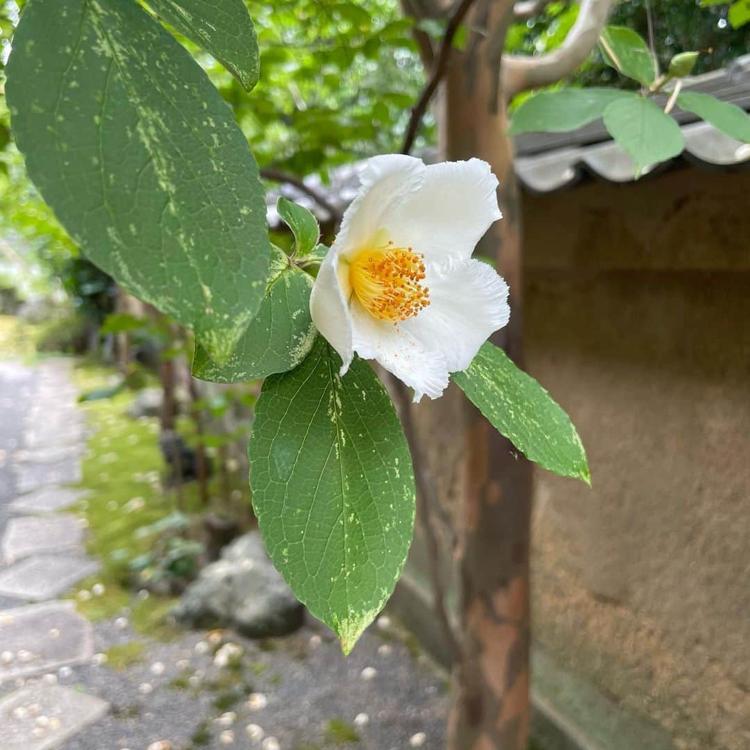 吉井明子さんのインスタグラム写真 - (吉井明子Instagram)「先週土曜日放送の「撮ってきた！📸」は 京都の妙心寺、東林院さんのお庭に咲く 沙羅双樹の名でも知られる ナツツバキでした。  朝には咲いて夕方には花が落ちてしまう… その儚さが「平家物語」の冒頭にも出てくるように、盛者必衰、諸行無常をあらわしているようでした。  この時期だけの花を見に来るたくさんの方で賑わいながらも、静けさとあたたかさのある大好きなお寺です。 また来年も特別拝観に伺えたら、と思います。  #沙羅双樹  #沙羅双樹の花を愛でる会 #ナツツバキ #京都 #妙心寺 #東林院 #kyoto #travelphotography #trip #temple #気象予報士 #気象キャスター #weatherforecaster #기상캐스터　#氣象主播 #吉井明子 #bs4k #週刊4Kふるさとだより #nらじ #マイあさ」6月28日 16時52分 - akiko_yoshii_sunny_rain