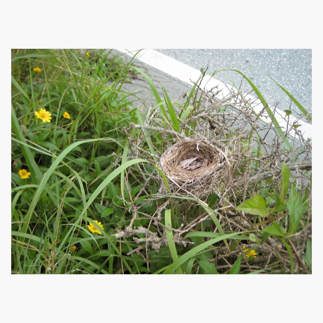 花澄さんのインスタグラム写真 - (花澄Instagram)「沖縄のホテル近くの道端に こんなわかりやすい ザ・鳥の巣！があってさ ！？ってなったよね。 あ、鳥の巣だ！って声出た。 なんでこんな道端に。 小道具みたいなかわいいフォルム。🪺  ぜんぜん話変わるけど 写真の整理してると 愛しいが溢れてきちゃうな。 そういう目線でシャッター切れてるってことだな。  でも次のことに取り掛かりたいから 早く終わらせたいー。  #ixydigital10#オールドコンデジ」6月28日 17時06分 - textisan