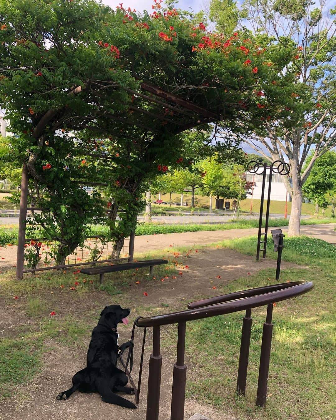 中西麻耶のインスタグラム：「綺麗な凌霄花とバテた娘🌺🐕‍🦺」