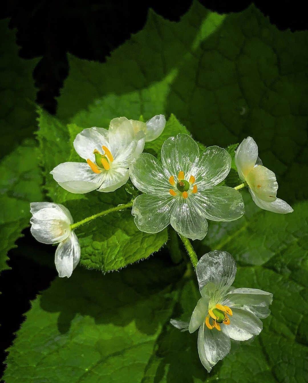 botanist officialのインスタグラム：「雨に濡れると透明になる花 #サンカヨウ 💐 白い花弁が雨や朝露に濡れると透明に変化して見えることから「スケルトンフラワー」とも呼ばれています。  花弁の色の変化には、様々な自然条件を要することや花期がわずか1週間程度という希少性から、その神秘的な姿を一目見ようと多くのハイカーがカメラを片手に群生地を訪れるそうです。  そんな『サンカヨウ』の群生地の一つが、長野県北安曇郡にある #栂池自然園 新潟、富山、長野、岐阜の四県にまたがる中部山岳国立公園内に整備された、日本有数の高層湿原です。 白馬乗鞍岳の火山活動によって生まれた広大な湿原内は、四季折々の高山植物で彩られています。  野草だけでなく標高1,900mからの絶景も楽しめる同園には、遊歩道が整備されており、散策にもうってつけです。 高山ならではの冷涼な気候下に広がる大自然を満喫しに、ぜひ一度足を運んでみてはいかがでしょうか♪  Thank you!：@sasa.oz3   ✔︎ 当アカウントでは、植物と共に生きる「ボタニカルライフスタイル」を豊かにするため、四季折々の自然の景色や、植物の魅力が溢れるボタニカルスポットを紹介しています。  ✔︎ 植物がもたらす美しい景色のお写真に #絶景ボタニカル を付けて投稿していただくと、当アカウントでご紹介させていただくことがございます。  #絶景ボタニカル #BOTANIST #ボタニスト #botanicalbeauty」