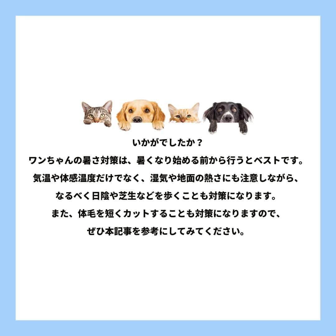 PET'S ALL RIGHT 【公式】さんのインスタグラム写真 - (PET'S ALL RIGHT 【公式】Instagram)「. @pets_all_right👈他の投稿はこちらから！  ＜夏に気を付けたい病気　～ワンちゃん編～＞ ワンちゃんは暑さに弱い動物なので、暑さ対策は必須です💡 どういったことに気をつけるべきか、本投稿を参考にしてみてください。 飼い主さんもワンちゃんも暑い夏を一緒に乗り切りましょう🌞  熱中症対策については過去に記事を投稿しておりますので、ぜひチェックしてみてください👀❣️  ---  💎自己紹介  ⭐️ペットとの生活における豆知識 ⭐️私、僕たちのわんちゃんねこちゃん ⭐️獣医師、トレーナーによるアドバイス  などをご紹介しています  「この情報役に立つ！」 「私・僕たちのわんちゃんねこちゃんを紹介してほしい！」 と思ったそこのあなた！！  いいね・コメント・保存・フォローお待ちしております🔥  他にもいろいろ役立つ情報やかわいいわんちゃんねこちゃんをご紹介しているので、プロフィールからチェックしてみてね！！ @pets_all_right  姉妹アカウントWan!Passでは ワンちゃんとのお出かけ・旅行情報を発信中🚗³₃ @wanpass2022  ---  #ペッツオーライ #pet #pets #dog #犬 #いぬ #いぬすたぐらむ #ふわもこ部 #愛犬 #わんこ #犬のいる暮らし #犬のいる生活 #いぬのきもち #犬好きな人と繋がりたい #inustagram #ペット #いぬバカ部 #いぬら部 #わんこなしでは生きていけません会 #わんこ部 #わんこ大好き #犬部 #犬好き部 #いぬだいすき #いぬがいる暮らし #わんちゃん好きな人と繋がりたい #わんちゃんのいる暮らし #わんちゃん好きと繋がりたい #犬スタグラム #いぬぐみ」6月28日 18時00分 - pets_all_right