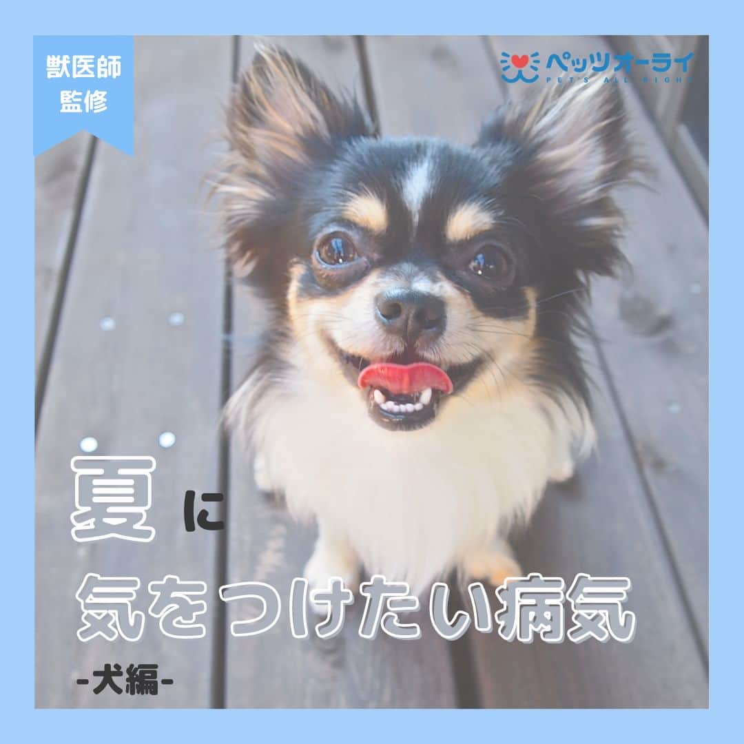 PET'S ALL RIGHT 【公式】さんのインスタグラム写真 - (PET'S ALL RIGHT 【公式】Instagram)「. @pets_all_right👈他の投稿はこちらから！  ＜夏に気を付けたい病気　～ワンちゃん編～＞ ワンちゃんは暑さに弱い動物なので、暑さ対策は必須です💡 どういったことに気をつけるべきか、本投稿を参考にしてみてください。 飼い主さんもワンちゃんも暑い夏を一緒に乗り切りましょう🌞  熱中症対策については過去に記事を投稿しておりますので、ぜひチェックしてみてください👀❣️  ---  💎自己紹介  ⭐️ペットとの生活における豆知識 ⭐️私、僕たちのわんちゃんねこちゃん ⭐️獣医師、トレーナーによるアドバイス  などをご紹介しています  「この情報役に立つ！」 「私・僕たちのわんちゃんねこちゃんを紹介してほしい！」 と思ったそこのあなた！！  いいね・コメント・保存・フォローお待ちしております🔥  他にもいろいろ役立つ情報やかわいいわんちゃんねこちゃんをご紹介しているので、プロフィールからチェックしてみてね！！ @pets_all_right  姉妹アカウントWan!Passでは ワンちゃんとのお出かけ・旅行情報を発信中🚗³₃ @wanpass2022  ---  #ペッツオーライ #pet #pets #dog #犬 #いぬ #いぬすたぐらむ #ふわもこ部 #愛犬 #わんこ #犬のいる暮らし #犬のいる生活 #いぬのきもち #犬好きな人と繋がりたい #inustagram #ペット #いぬバカ部 #いぬら部 #わんこなしでは生きていけません会 #わんこ部 #わんこ大好き #犬部 #犬好き部 #いぬだいすき #いぬがいる暮らし #わんちゃん好きな人と繋がりたい #わんちゃんのいる暮らし #わんちゃん好きと繋がりたい #犬スタグラム #いぬぐみ」6月28日 18時00分 - pets_all_right