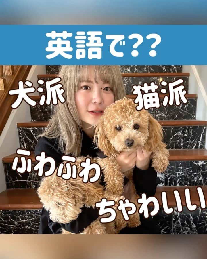 MAHOのインスタグラム：「独学で英語習得した勉強法→ @maho_english 🇺🇸 ----------------------------------- @mahocato ←英語vlogだけのアカウント🎬 -----------------------------------  みんなどれくらい字幕なしで聞こえるかな？ バッチリ→👌🏻もう少し→👊🏻まだまだ→😭  今日のトピックは【犬派？猫派？】🐶🐱 みんなはどっち！？ 1行でもOKだから英語で答えてみよ〜☺️✨✨ できる人は理由まで書けるとGOOD✨  【 who is maho?】 💻起業家/ 著者   英会話スクールなし、留学なし、数週間以上の海外生活なし、彼氏も全員日本人、完全独学で英語を習得。  2019年より独学英語習得法をSNSにて発信中。 2020年には独学英語ノウハウを使ったオンライン英語クラブ(maho shadowing club)を開設。 (約5000名を超える会員数を記録) 2023年、書籍「サクっと書けてネイティブっぽい【インスタ英語日記】をGakkenより出版。 (全国書店にて発売中)  #英語#英会話#英語の勉強 #独学英語#独学で英語ペラペラ #英語ペラペラ#シャドーイング」