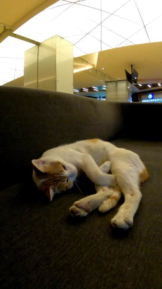 感動猫動画のインスタグラム：「ショッピングモールのフードコートが猫カフェ?!」