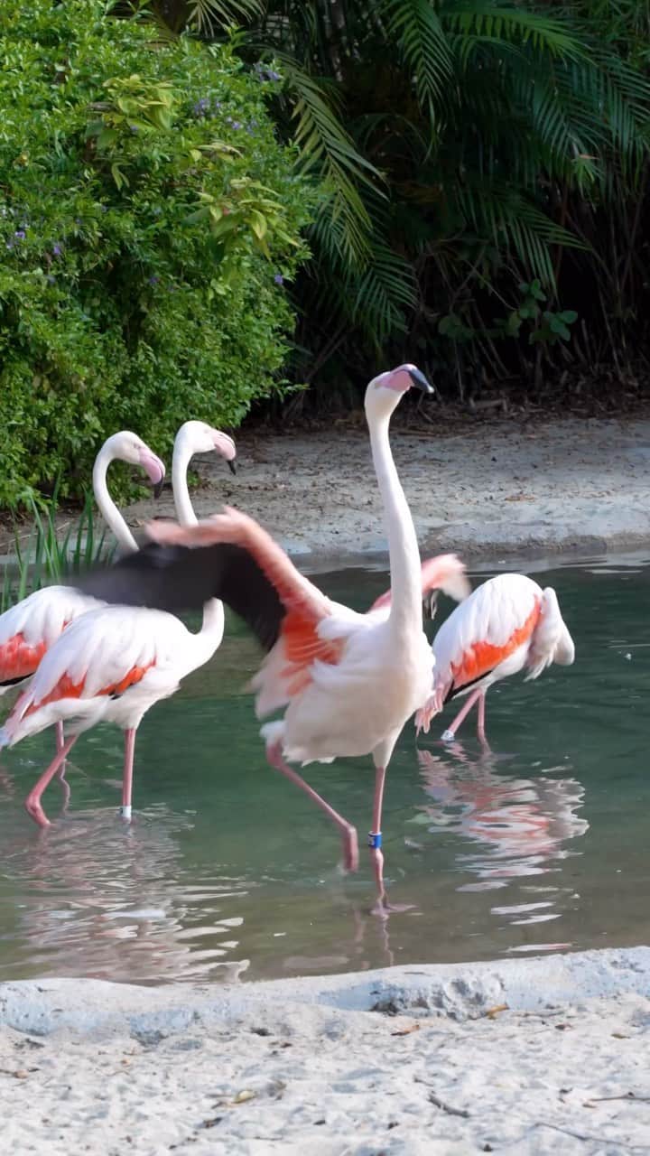 San Diego Zooのインスタグラム：「They’re back and flocking fabulous 🦩  #Flamingo #Mingos #SanDiegoZoo」