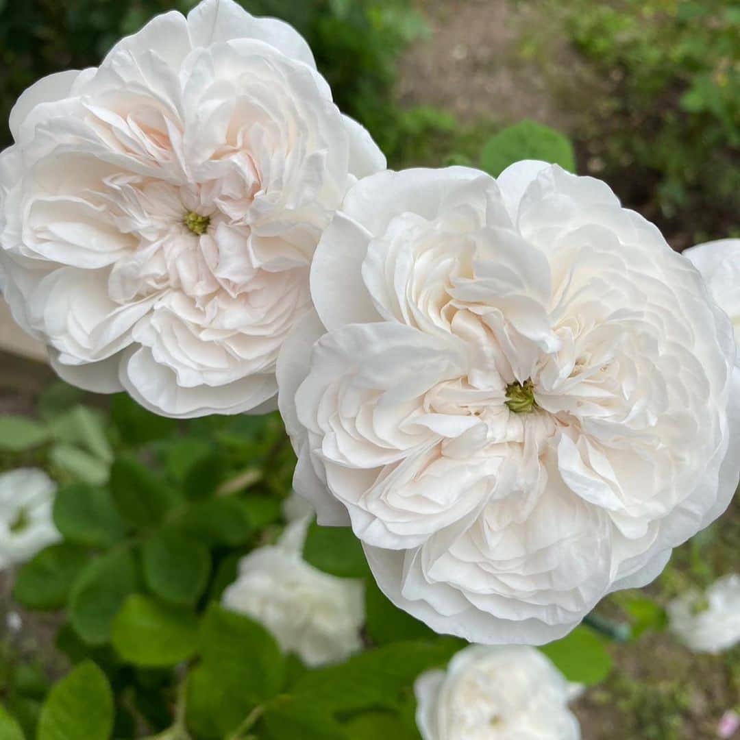 山賀琴子さんのインスタグラム写真 - (山賀琴子Instagram)「実家のバラ達が今年も綺麗に咲いたよ、と父から連絡が。！  両親はいろんな種類のバラを大切に育てていて、毎年この時期になると写真を送ってくれるのが密かな楽しみ🤭  バラの他にもクレマチスもいくつかあったり。 この時期に実家に帰られたら最高なんだけど、なかなかタイミングよく帰省できないから、写真たちはありがたい🥰  #バラ#ガーデニング#クレマチス」6月28日 19時56分 - kotokoyamaga