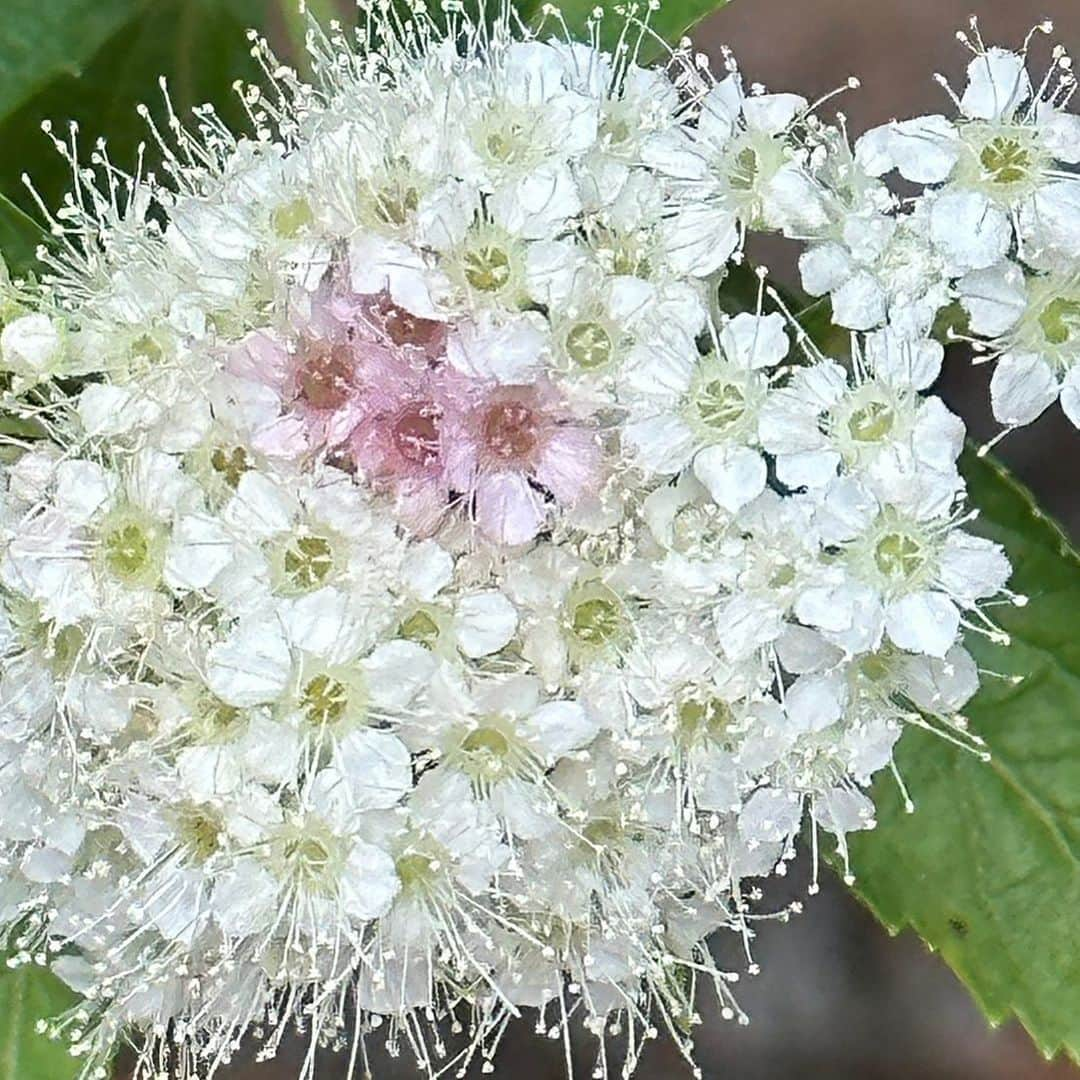 天童よしみさんのインスタグラム写真 - (天童よしみInstagram)「マルベシボツケの花です 花言葉　幸福の再来　ひらめき 綺麗ですね  #明日フジテレビポカポカ #どんな話#天童よしみ」6月28日 19時52分 - tendo_yoshimi_official