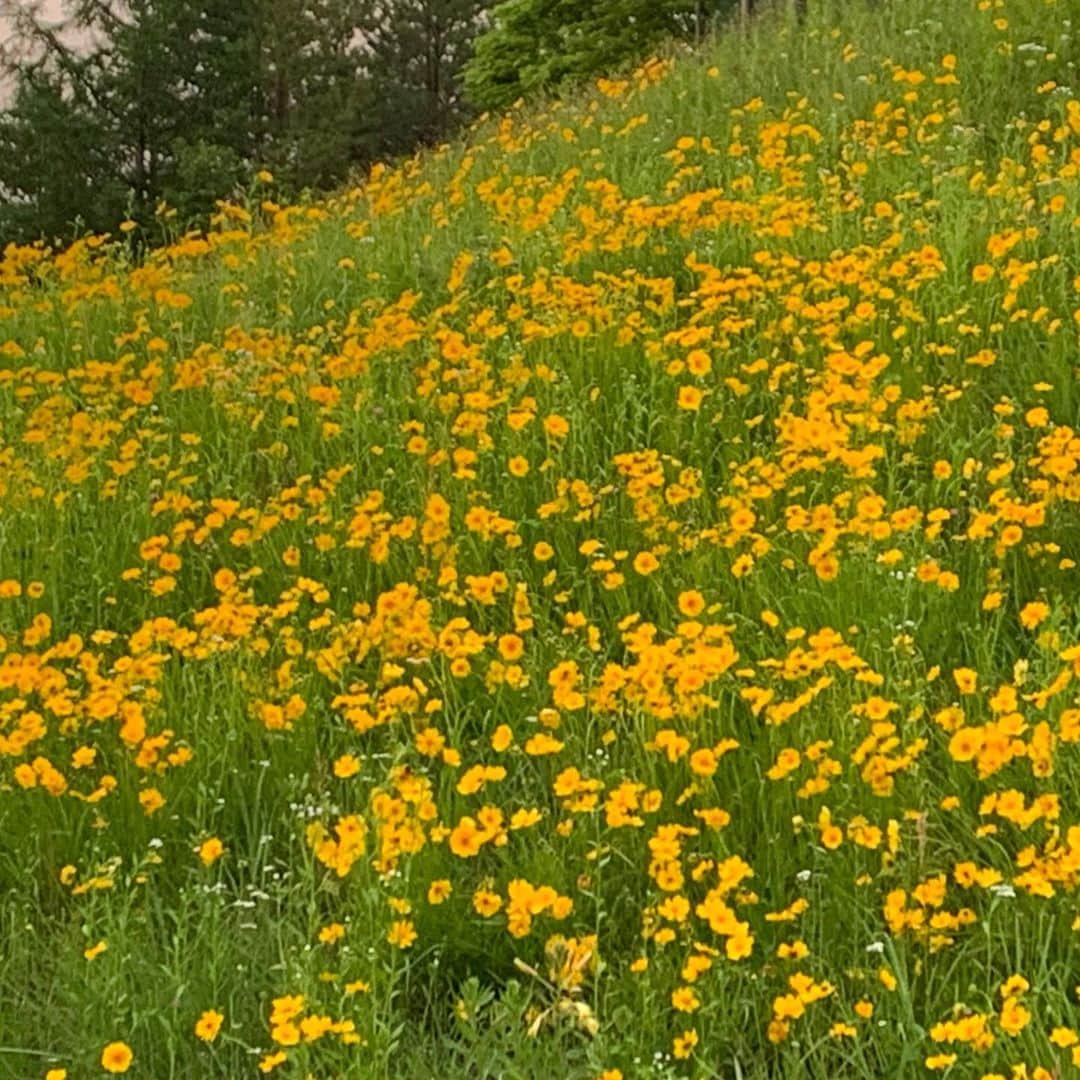 都竹悦子さんのインスタグラム写真 - (都竹悦子Instagram)「このメチャメチャ可愛い黄色い花。 実は、環境省指定特定外来生物。  この6月から、アメリカザリガニやミドリガメを放逐すると処罰対象に。 それと同様に、オオハンゴンソウも、例えば植え替えて増やしたりすると処罰対象。駆除しなくてはいけません。  その法的な処罰がかなり重くてエグいんです😅 クイズ。懲役何年でしょう？ もしくは罰金いくらでしょう？ ご存知ですか？  詳しくは、市役所環境政策課の方にお話を伺います！ ミドリガメちゃんたちのこともね！  オンエアは今週土曜 7月1日AM11時過ぎのHITS FM！  #HITSFM #hitsweekendshow  #ナビゲーター　#都竹悦子　#JCBA #高山市を指定で視聴できます」6月28日 20時03分 - etsukotsuzuku