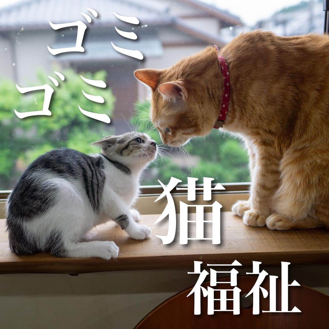 猫カフェきぶん屋さんのインスタグラム写真 - (猫カフェきぶん屋Instagram)「ゴミ・ゴミ・福祉・猫  いよいよ来週は外猫ハウスの制作研修日。 修理できないレベルの故障したスーツケースを外猫ハウスにどうですかとお声をかけてくださった山猫本舗さん。 @yamanekohonpo   廃棄するから持っていっていいよと、中の断熱材をくださる企業さん。 その企業さんをご紹介してくださったJamHomeエステートさん。 @jamhome_estate   当初委託しようとしていたお話がなくなった時に手を挙げてくれた後輩の勤めるＢ型就労支援のプラムロックさん。 @plumrock.blue   ゴミを有効活用し、就労のトレーニングにもなり、猫も助けられる良い循環のこの企画。 うまく近場で繋がることができて、この冬の大寒波の日に助けを求めてきたミケ子の想いを実現できそうです。  外の猫にも安心できる雨風しのげる場所を。 残りの活動人生はこの外猫ハウスに全力で取り組みます。 一軒家のお家の屋根の下に設置してほしいです。 風邪を引いたら命取りな過酷な環境で暮らす外の猫たちが少しでも健康に長生きできることを願って、7月から少しずつ量を増やしながら皆様の元へお届けできればと思っています。 多分まだ予想外のことが起こるかもしれませんが試行錯誤しながら進めていきます。  🙏皆様にお願い🙏  いいねだけでなく、右下の保存ボタンを押してもらえると嬉しいです。  すごい勢いでフォロワーさんが増えて、情報が届けやすくなります。  ベジニャンシリーズ食べて応援してください🍛🍜🍝 リラポ申請で10%還元中‼︎  https://relapo.jp/products/shop/kaetemiyou  プロフィールのハイライトから進めます‼️ @nekocafekibunya   お店のご来店は完全予約制にしておりますのでメッセージかお電話ください😊 兵庫県宝塚市、阪急小林駅より徒歩6分   #猫　#ねこ　#ネコ　#保護猫　#猫動画 #保護猫と暮らす　#保護猫を家族に　#ねこのいる生活　#ねこのいる幸せ　#ねこちゃんホンポ　#ねこすたぐらむ　#にゃんすたぐらむ」6月28日 20時14分 - nekocafekibunya