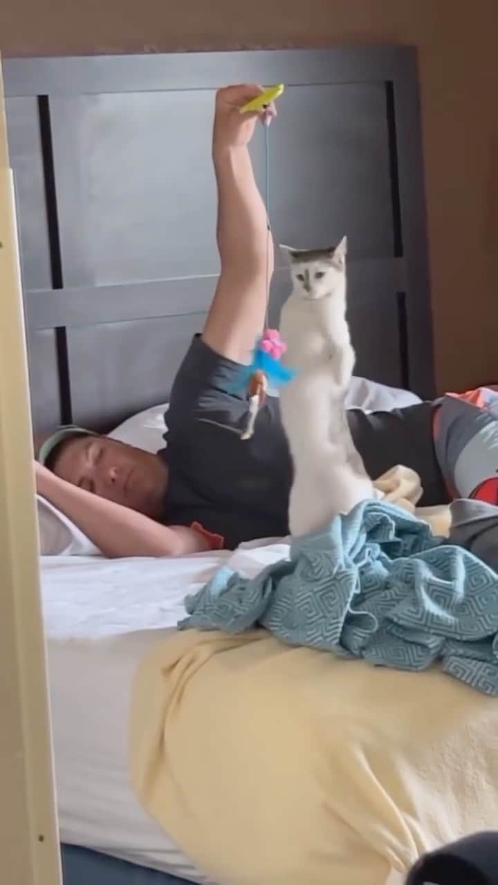 Cute Pets Dogs Catsのインスタグラム：「New way to play with cat. 😄  Credit: auntjojo11 (tiktok)   For all crediting issues and removals pls DM .  Note: we don’t own this video, all rights go to their respective owners. If owner is not provided, tagged (meaning we couldn’t find who is the owner), pls DM and owner will be tagged shortly after.   #catsofinstagram #catlover #catlovers #gato #catsagram #caturday #cats_of_world #catsofworld #catselfie #catsdaily #catnip #catslove #catsuit #catsworld #catsforlife #catslifestyle #catsplaying #catssleeping #catsworldwide #catvibes #catsinstagram #catrules #catvideooftheday #catphotoshoot #caturdaynight #catventures #catvids」