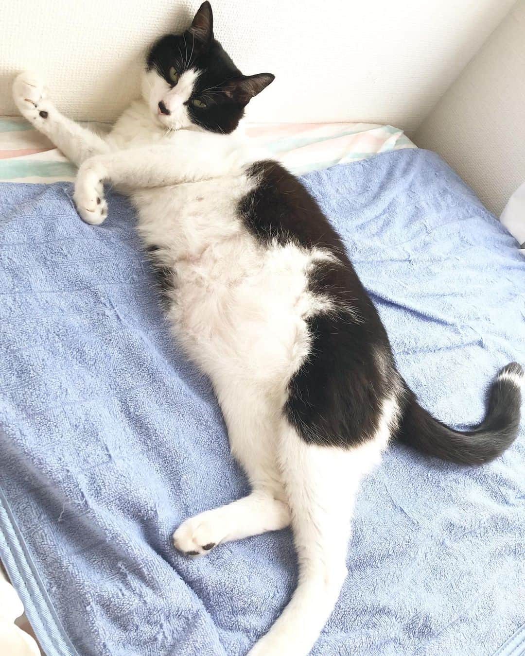 のインスタグラム：「それは…休めてる、のか？  #ねこ#猫#猫好き#親バカ#はちわれ#ハチワレ#はちわれ猫#ハチワレ猫#白黒猫部#にゃんすたぐらむ#猫大好き#うちの猫自慢#白黒猫 #我が家のぽんずくん #ちゅーちゅー妖怪」