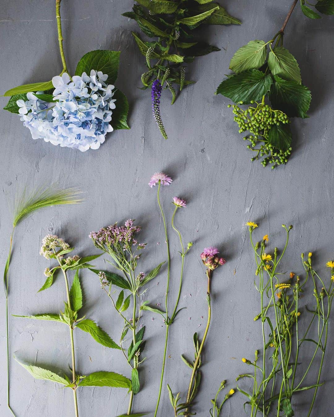 増田由希子のインスタグラム：「Summer flowers🌿 #hydrangea #wildflowers   「梅雨の季節の花あしらい」🌿  大好きなグラス系植物のホルデューム・ジュバタム、ヒヨドリ草、薬草のバーベイン。 マツムシソウによく似たクナウティア・アーベンシス、アジサイ、ベロニカ、ノハラアザミ、ビバーナム・デンタタム。  そして、可憐な黄色の花は、コウゾリナ。 #nhk文化センター町田教室今月の花」