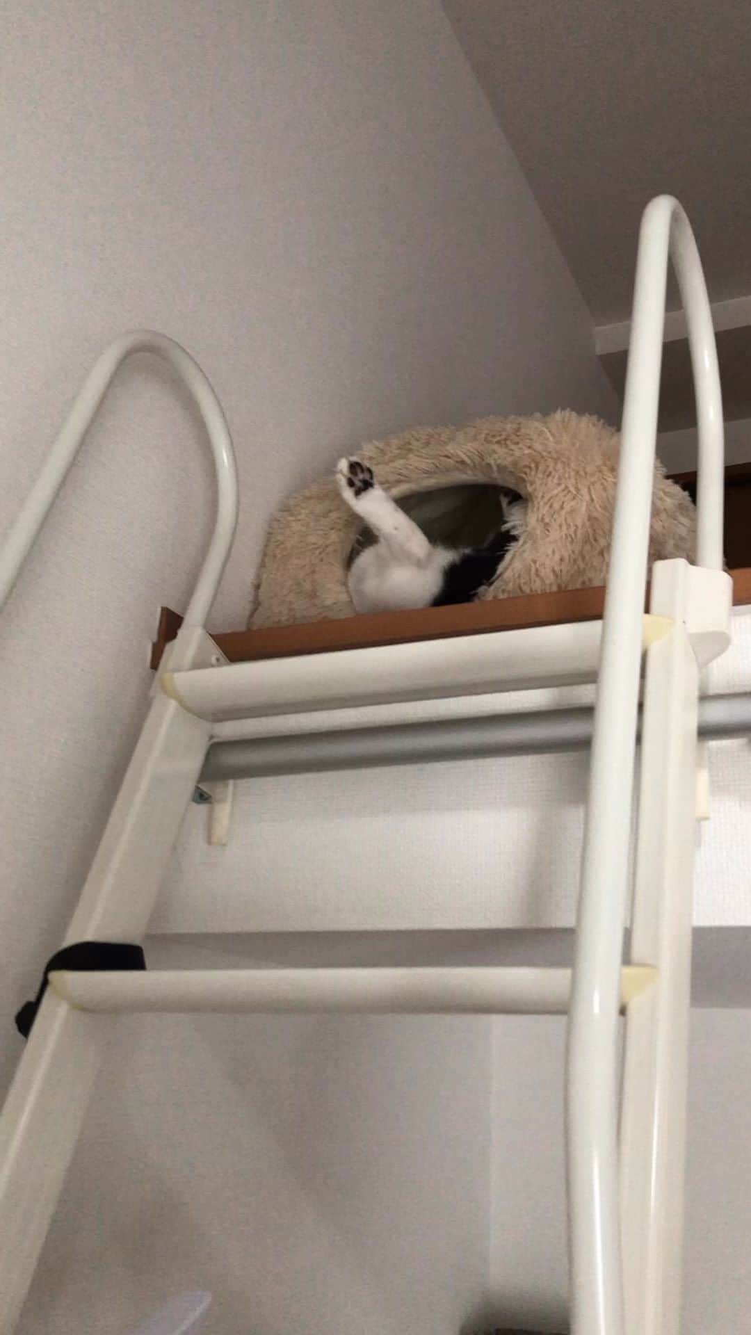 のインスタグラム：「人間なら事件のやつ。 #ねこ#猫#猫好き#親バカ#はちわれ#ハチワレ#はちわれ猫#ハチワレ猫#白黒猫部#にゃんすたぐらむ#猫大好き#うちの猫自慢#白黒猫 #我が家のぽんずくん #ちゅーちゅー妖怪」