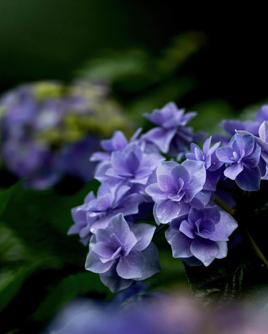 masayaさんのインスタグラム写真 - (masayaInstagram)「#あじさい #hydrangea #ajisai  Yokohama English Garden  横浜イングリッシュガーデン」6月28日 20時53分 - moonlightice