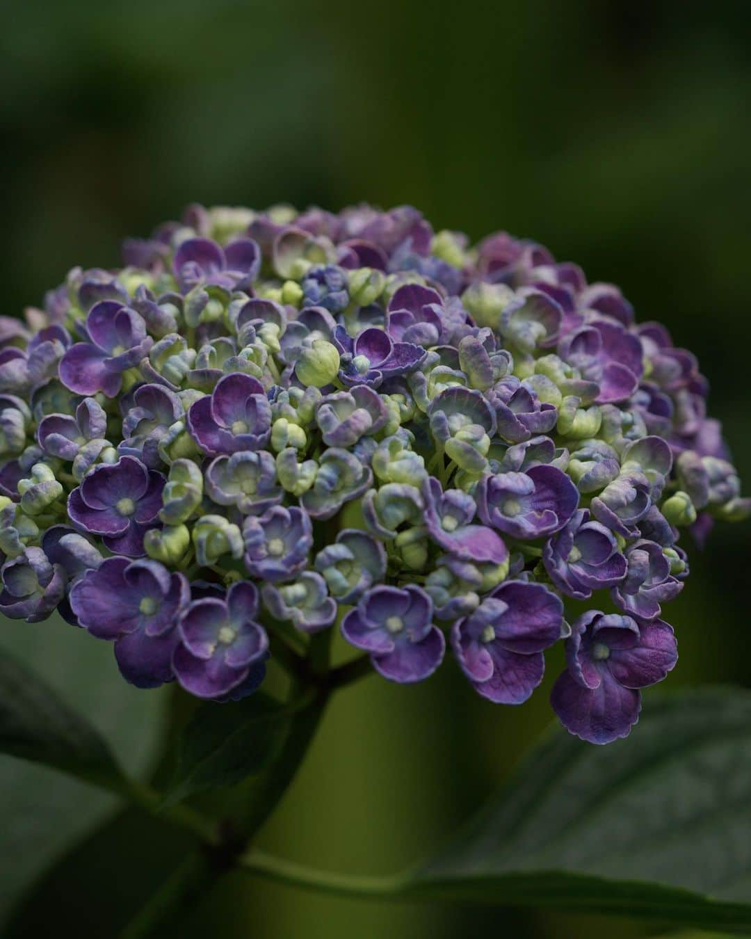 masayaのインスタグラム：「#あじさい #hydrangea #ajisai  Yokohama English Garden  横浜イングリッシュガーデン」