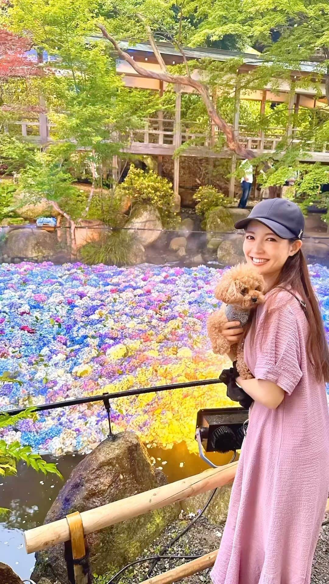 笹丘明里のインスタグラム：「6/26は、4回目の結婚記念日でした💍💐 家族で、紫陽花の名所 雨引観音様（茨城県 桜川市）へ⛩️🏵️💕 . 「明里ちゃん、梅雨生まれで 紫陽花が好きって 言ってたし、ちゃぽ🐶も一緒に行けるから🏵️✨」 と、夫が調べて 連れて行ってくれました🥲🤍 . 毎日お仕事で疲れてるなか、 本当に本当に ありがとういつも🥹🌸 まだまだ5年目！末永くよろしくね🤝💍 . . 楽しみにしていた あじさい祭りは、 2日前から始まった 水中花の ライトアップが幻想的すぎて、、🪷✨ . 境内には 100種類/5000株の 紫陽花が咲き誇っていました👏💜 . まだまだ知らない 日本中の素敵な場所が たくさんあるんだなあと、終始 感激🥹🪻✨ . みなさまも ぜひ、足を運んでみてください🥰🫶 . #あじさい #紫陽花 #あじさい祭り #絶景 #梅雨 #梅雨の晴れ間 #雨引観音 #花手水 #水中花 #花 #孔雀 #ヤギ #アヒル #鴨 #御朱印 #絶景スポット #茨城県 #茨城 #茨城観光 #紫陽花祭り #トイプードル #わんちゃんのいる生活 #犬のいる暮らし #犬とお出かけ #犬との暮らし #hydrangea  #dogsofinstagram #いぬすたぐらむ #いぬのいる暮らし #結婚記念日」