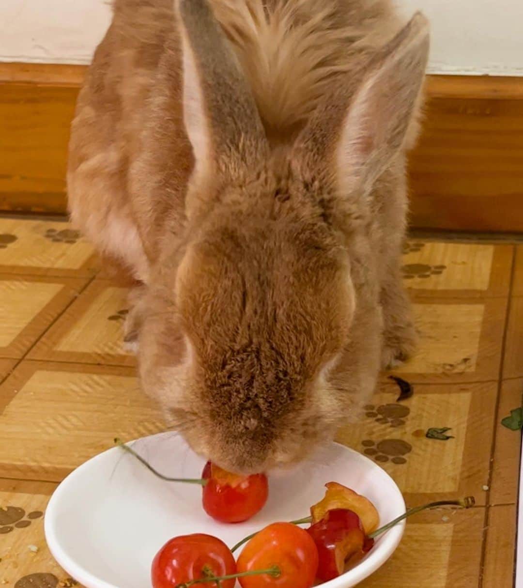 Chieko Shibutaのインスタグラム