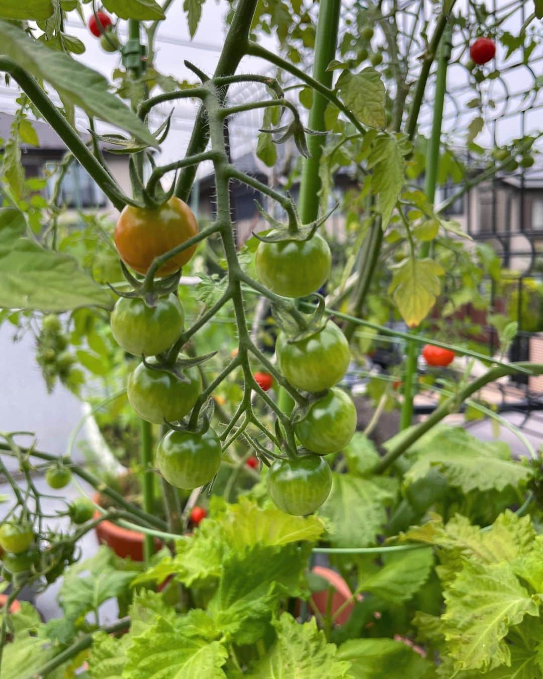 田中良子さんのインスタグラム写真 - (田中良子Instagram)「#家庭菜園 でできた #とまと #ピーマン #とうもろこし #ねぎ が、めちゃくちゃ美味しかった🥹💓 し、かわいい。。。💓」6月28日 21時31分 - tanakaryoko102