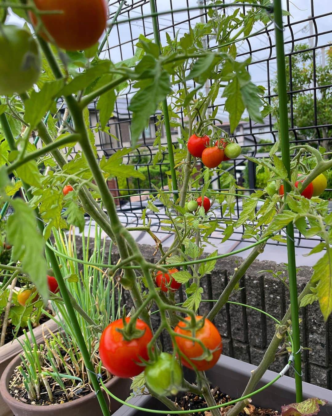 田中良子さんのインスタグラム写真 - (田中良子Instagram)「#家庭菜園 でできた #とまと #ピーマン #とうもろこし #ねぎ が、めちゃくちゃ美味しかった🥹💓 し、かわいい。。。💓」6月28日 21時31分 - tanakaryoko102