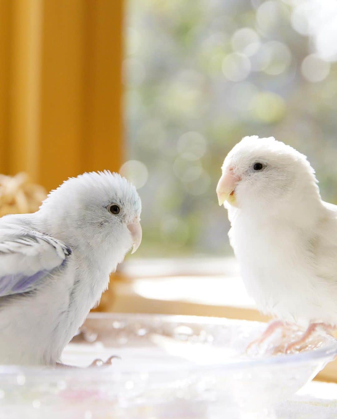 SAORIのインスタグラム：「. Ramune and Dew🕊🐦 * * 週の真ん中水曜日 今日の癒し担当はラムネとデューです 涼しげな水浴びをどーぞ☺︎ * * 2023.6.28  #インコ #マメルリハ #マメルリハインコ #小鳥 #parrotlet #pacificparrotlet #petbird #parakeet #bird #birb #forpus #birdsofinstagram #animalsco  #weeklyfluff #kawaii #Sittich  #perruche #잉꼬 #papagei #papagaio #papağan #thisweekoninstagram #animalvideo #animalvideos」