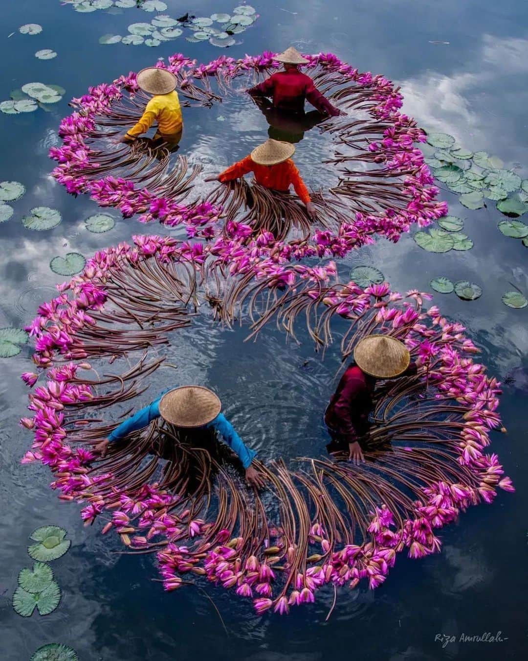 Earth Picsさんのインスタグラム写真 - (Earth PicsInstagram)「@riza_amrullah —Lotus harvesting in Indonesia. 🪷  📍 Bogor, Indonesia」6月28日 22時15分 - earthpix