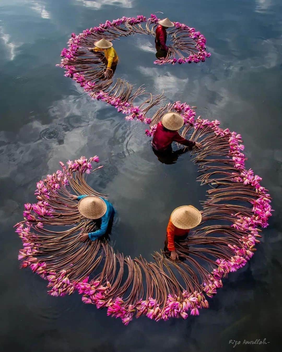 Earth Picsさんのインスタグラム写真 - (Earth PicsInstagram)「@riza_amrullah —Lotus harvesting in Indonesia. 🪷  📍 Bogor, Indonesia」6月28日 22時15分 - earthpix