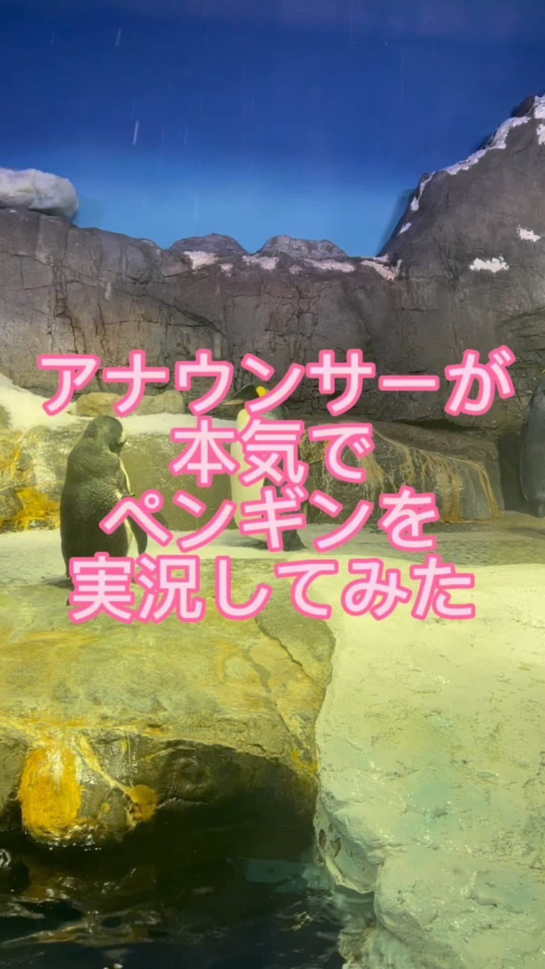 雫石将克のインスタグラム：「ペンギンを実況してみました。  素直に待ち続けるペンギンの忍耐力を見習いたい。  かわいいぜ、ペンギン  #動物 #水族館 #ペンギン #ペンギン水族館 #水族館好き  #動物写真  #レミオロメン #粉雪」