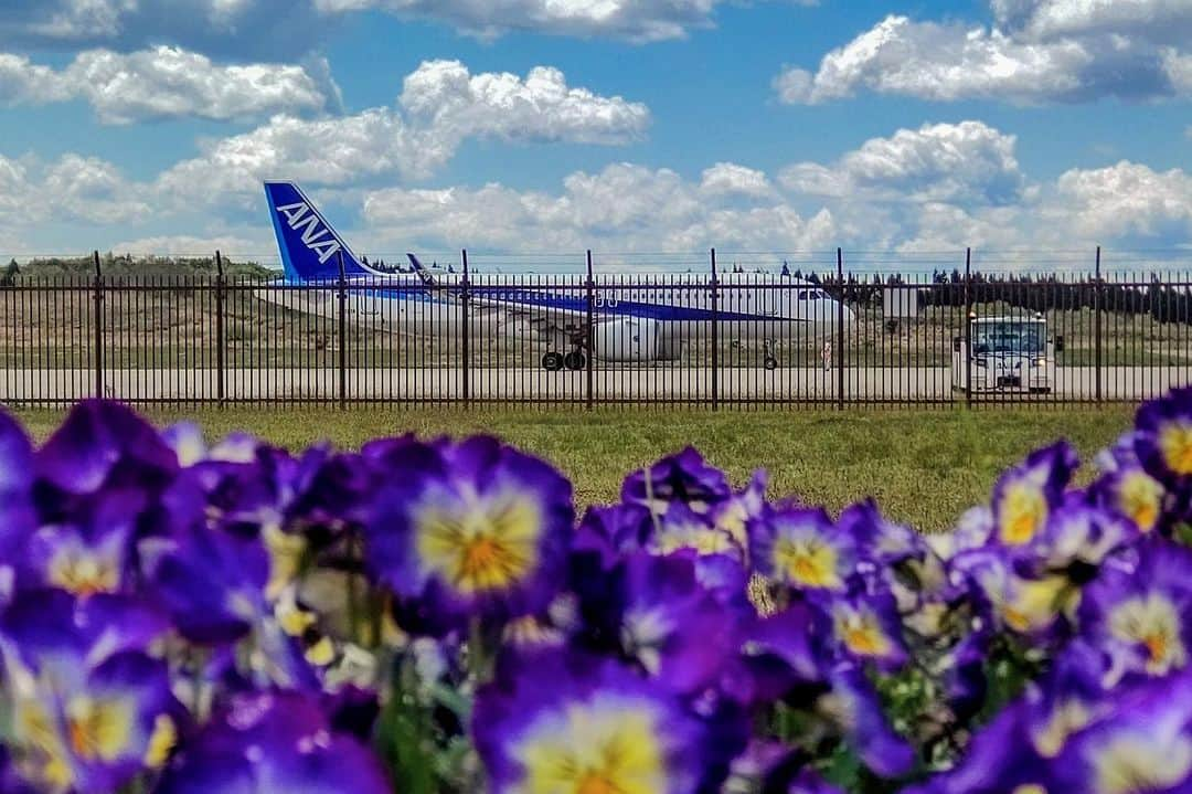 All Nippon Airwaysさんのインスタグラム写真 - (All Nippon AirwaysInstagram)「Though a rainy season in #June may seem gloom, there’s nothing like #sumire flowers after they bloom.   📷: @nishikaze66  #Regram #FlyANA #AllNipponAirways」6月28日 22時30分 - allnipponairways